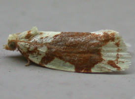 White-spotted Leafroller